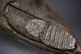 Wide Woolly Mammoth Lower Jaw With M/M Molars - Ukraine #370317-11